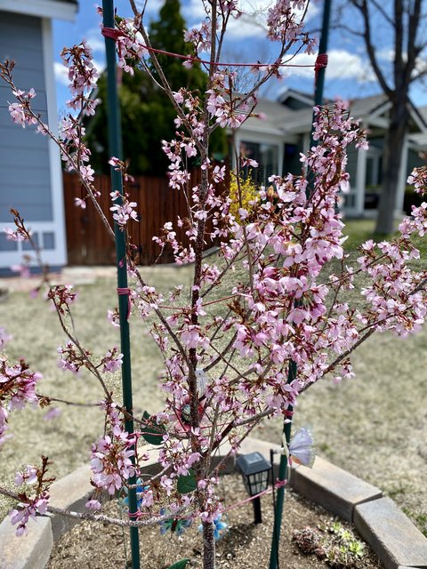 [Image: 981-CA2-C3-9-E53-42-B7-8367-473-E86560139.jpg]