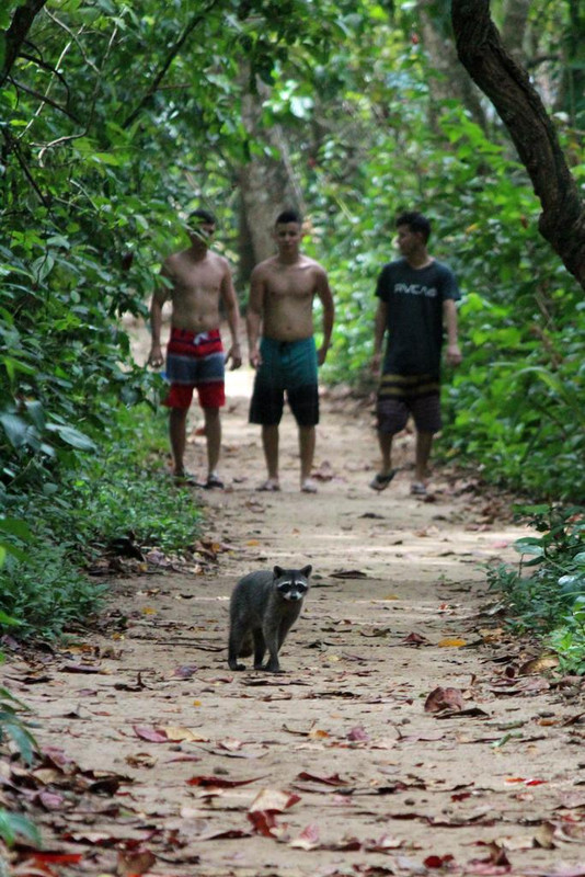 DÍA 5: PARQUE NACIONAL CAHUITA - DE TORTUGAS Y PEREZOSOS. COSTA RICA 2019 (17)