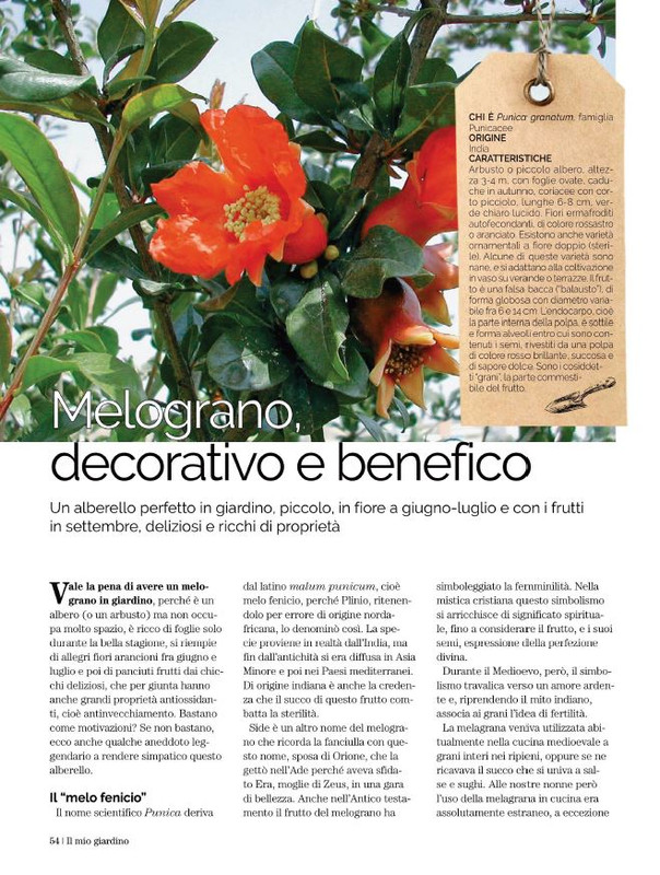 Il Mio Giar Ago-Set 2022 (9)