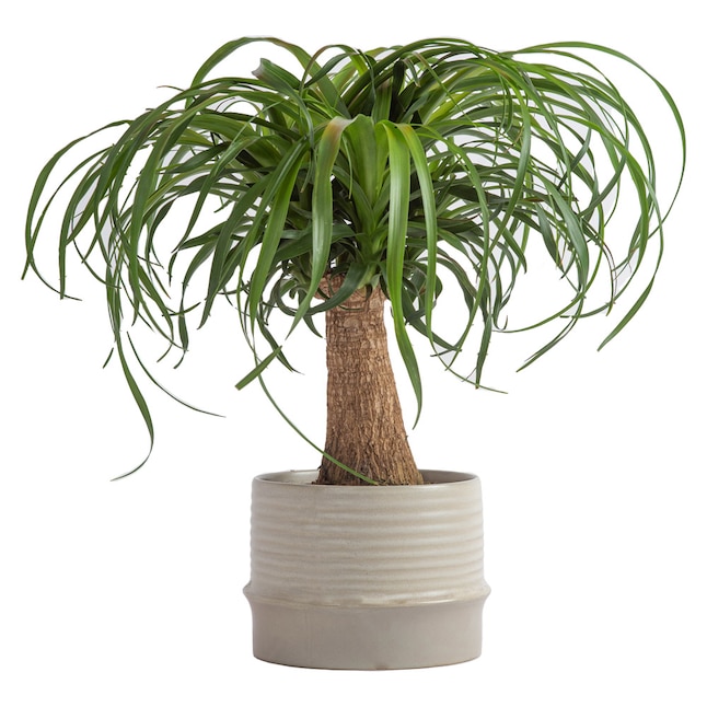 Liven Up Your Living Space with Lowe’s Costa Farm & Altman Plant Sale Liven Up Your Living Space with Lowe’s Costa Farm & Altman Plant Sale