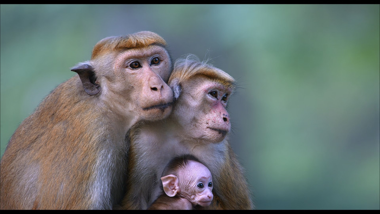 Monkey Kingdom (2015) (1080p BluRay x265 Silence)-8