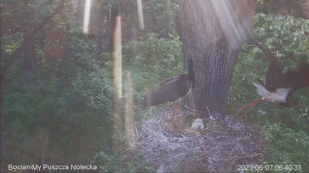 Zrzut ekranu (17501)