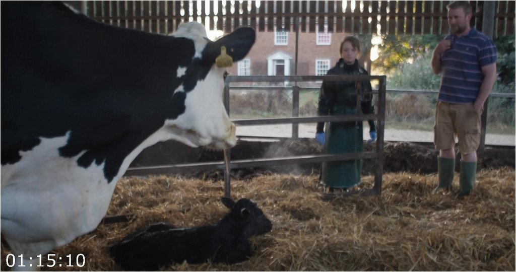 Cow-2021-2160p-WEBRip-3500-MB-DDP5-1-x264-Galaxy-RGTGx.jpg