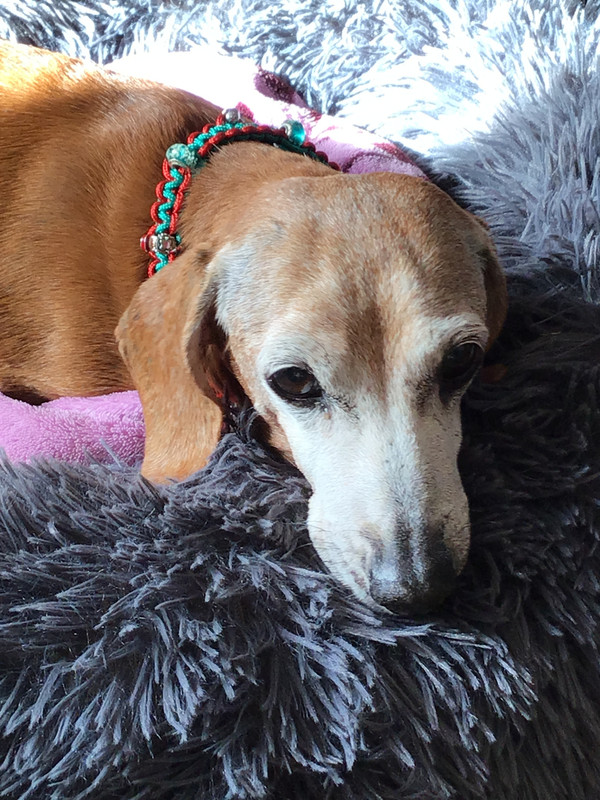 [Image: 7-D085-AC6-E05-A-469-F-BC97-2-D3960705-C88.jpg]