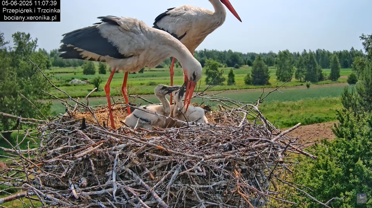 05062025bociany21
