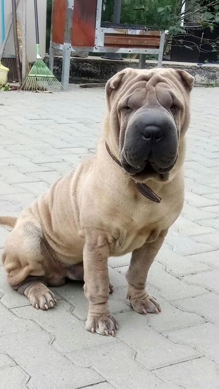 З.Ш. Зевс Заряженный удачей1