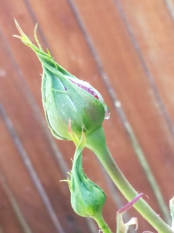 [Image: Roses.jpg]