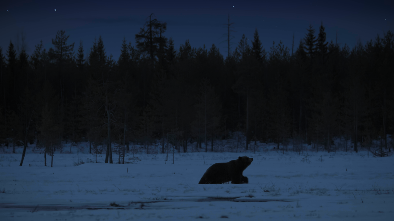 Earth.at.Night.in.Colour.S01E04.HDR.2160p.WEB-DL.DDP5.1.H.265-ROCCaT.mkv_snapshot_03.36_[2020.12.04_