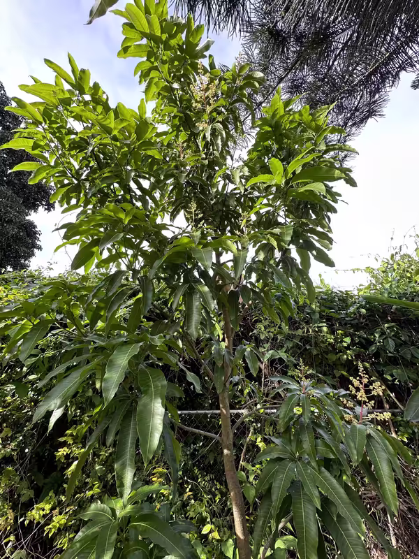 tempImageHmd1QX