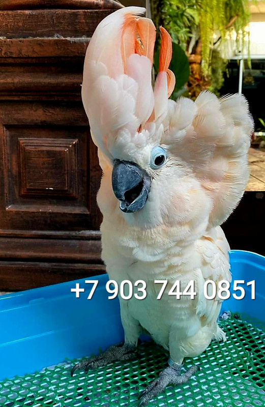 FB_IMG_1711287865229 — копия