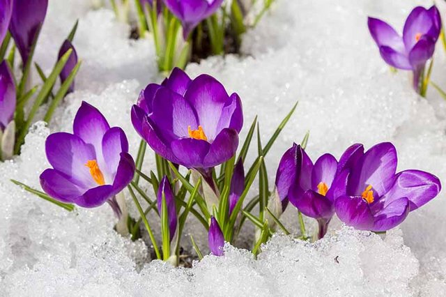 [Image: Purple-Crocus-Flowers-in-the-Snow-1.jpg]