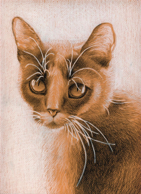 3-Sasha-Cat