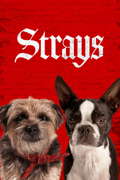 Spuszczone Ze Smyczy / Strays (2023) 2160p.MA.WEB-DL.DDP5.1.Atmos.H.265-FLUX