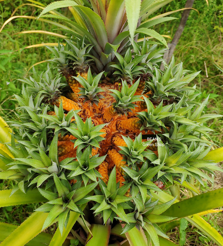 100-Crown-Pineapple-9(1)