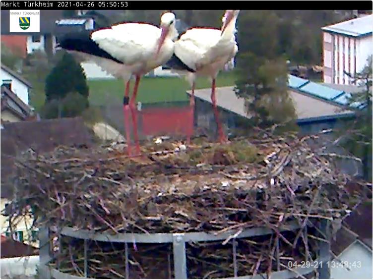 2021-04-29-1348-2Küken