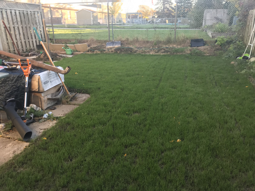 Lawn Update Can I put down Fert? Lawn Care Forum