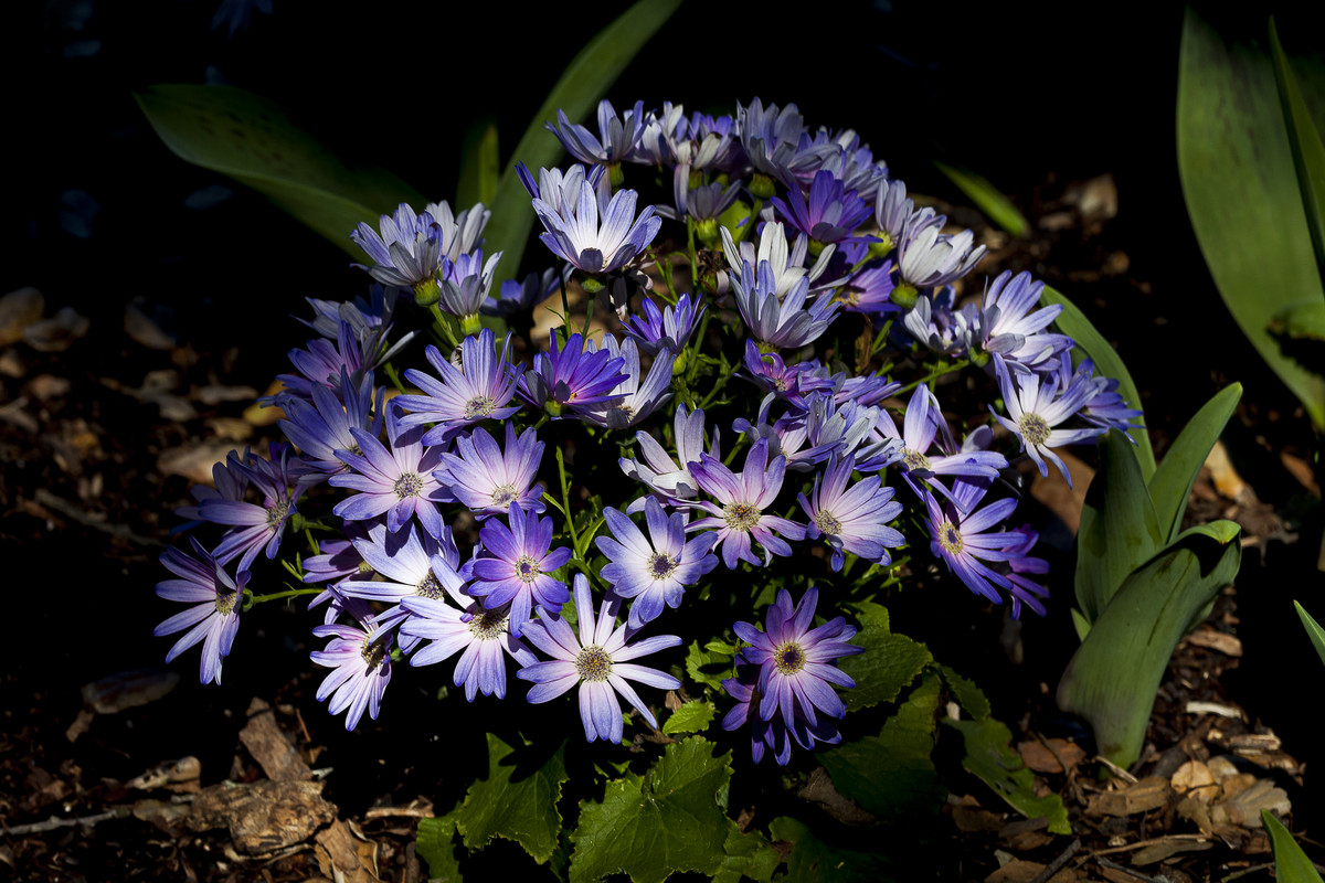 [Image: bush-purple-flower.jpg]