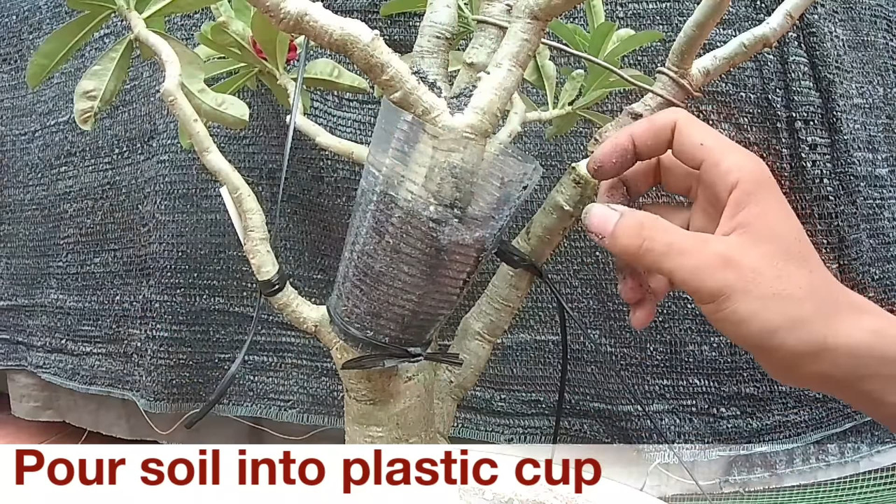 pour-soil-into-plastic-cup.jpg
