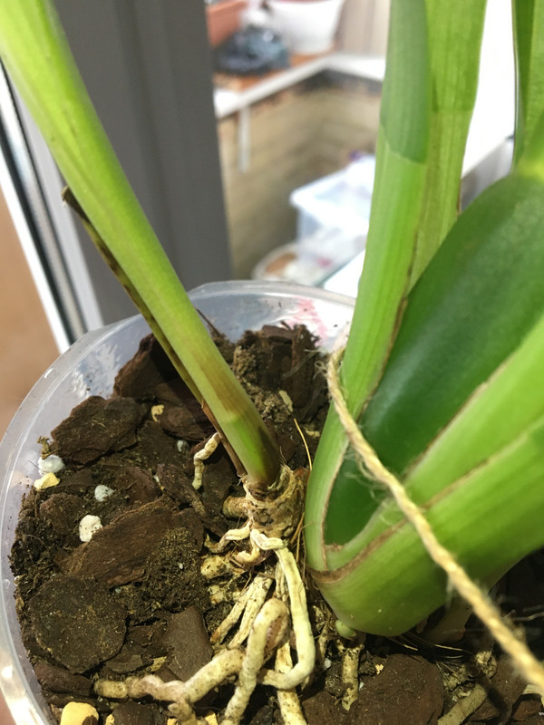 DB2BB64C-3C67-4C1F-B779-B6F185DD844E