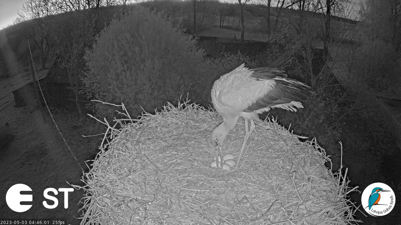 Baltie stārķi (Ciconia ciconia) Tukuma novadā - LDF tiešraide __ White storks in Tukums, Latvia 2-15