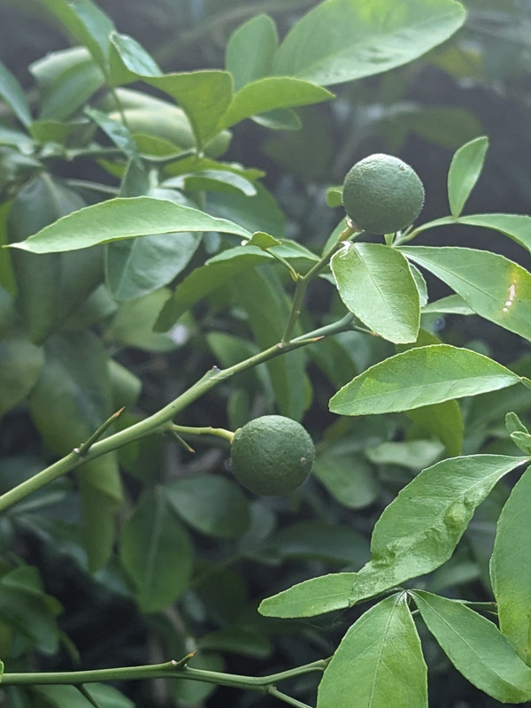 PXL_20240707_205618600