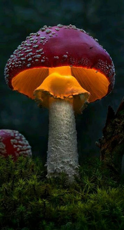 ornagetoadstool.jpg
