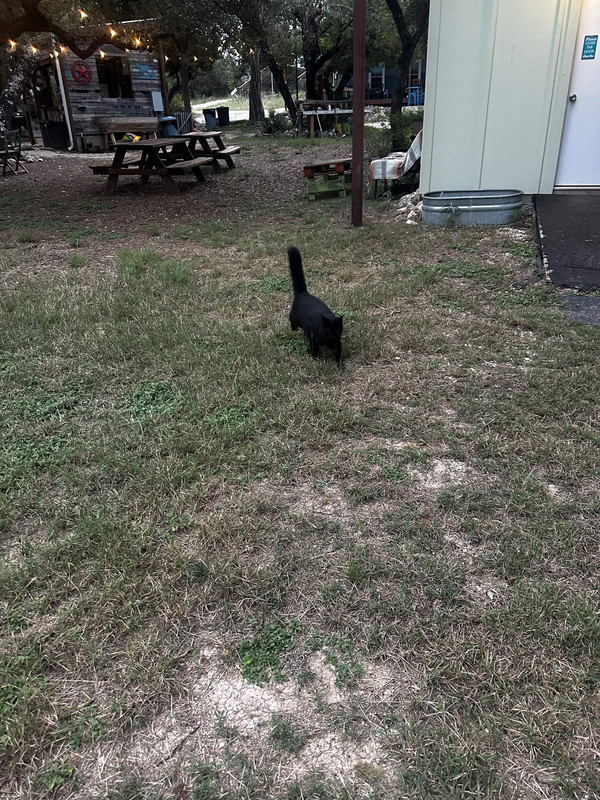 Black cat bounding!
