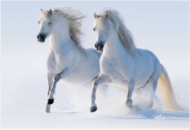 Horses-White-Run-Two-Snow-Animals-winter