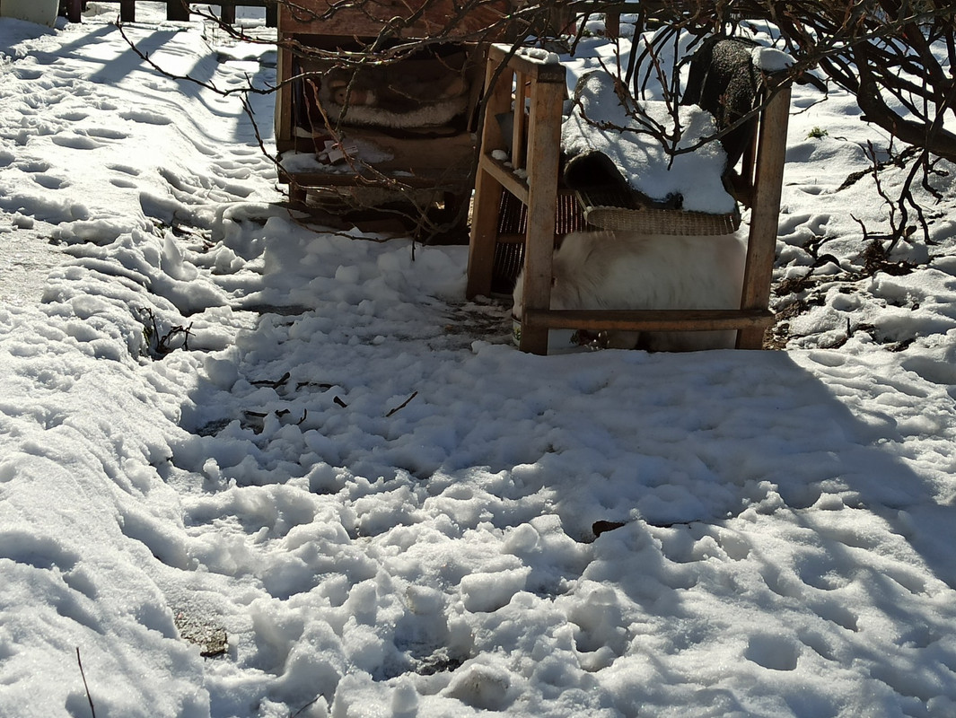 Белая кошь осталась3