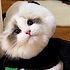 https://i.postimg.cc/25tw6ZYG/0-635.gif