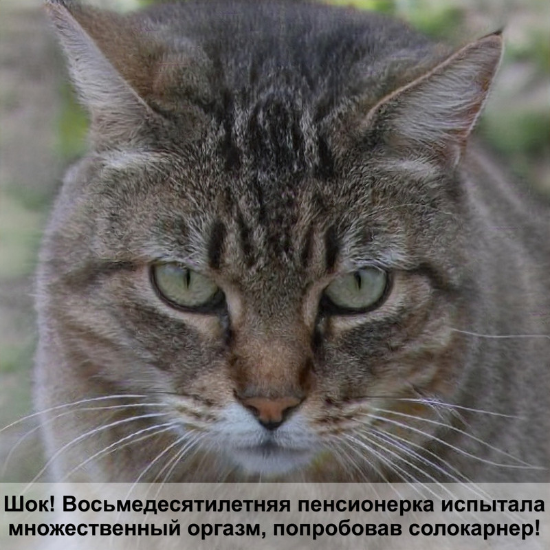 ошейник с феромонами для кошек