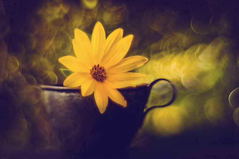 yellow-flower-cup.jpg