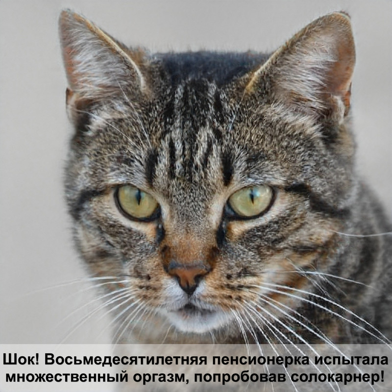 окрас котят бенгальских кошек