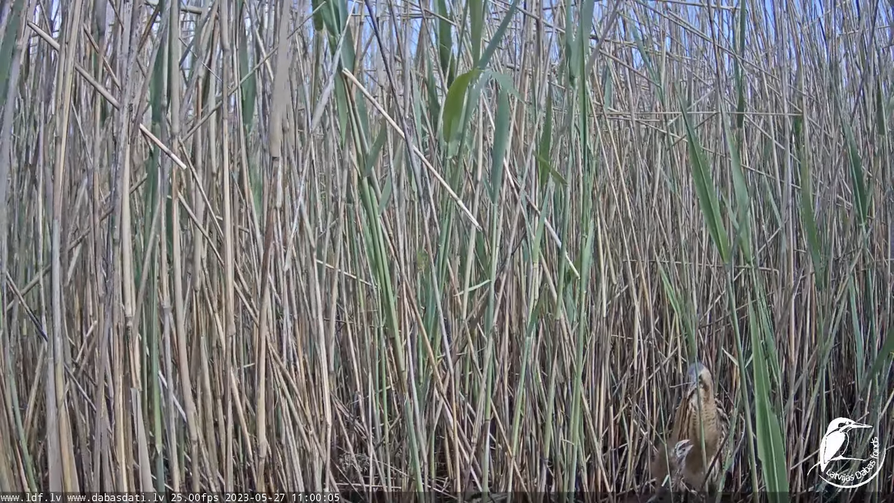 Lielais dumpis (Botaurus stellaris) Engurē - LDF tiešraide 11-7-51 screenshot