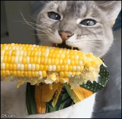 Funny-Cat-GIF-Cat-likes-to-eat-delicious-corn-on-the-cob-like-a-human-Yum-Yum.gif