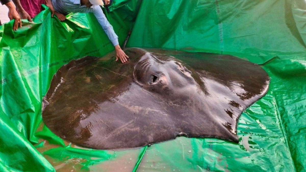 Il pesce d’acqua dolce più grande del mondo, trovato in Cambogia