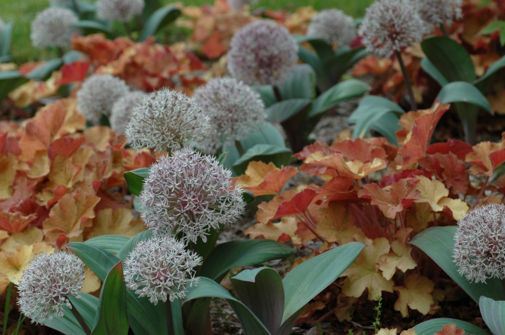 Декоративен лук - Алиум / Allium sp. - Page 28 - Форум HobbyKafe.com