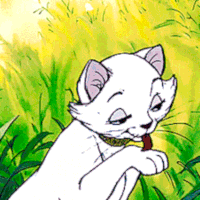 cool-for-cats-alt3.gif