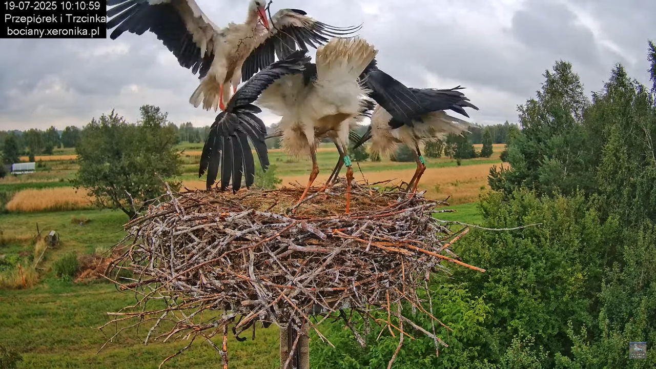 19072025bociany24