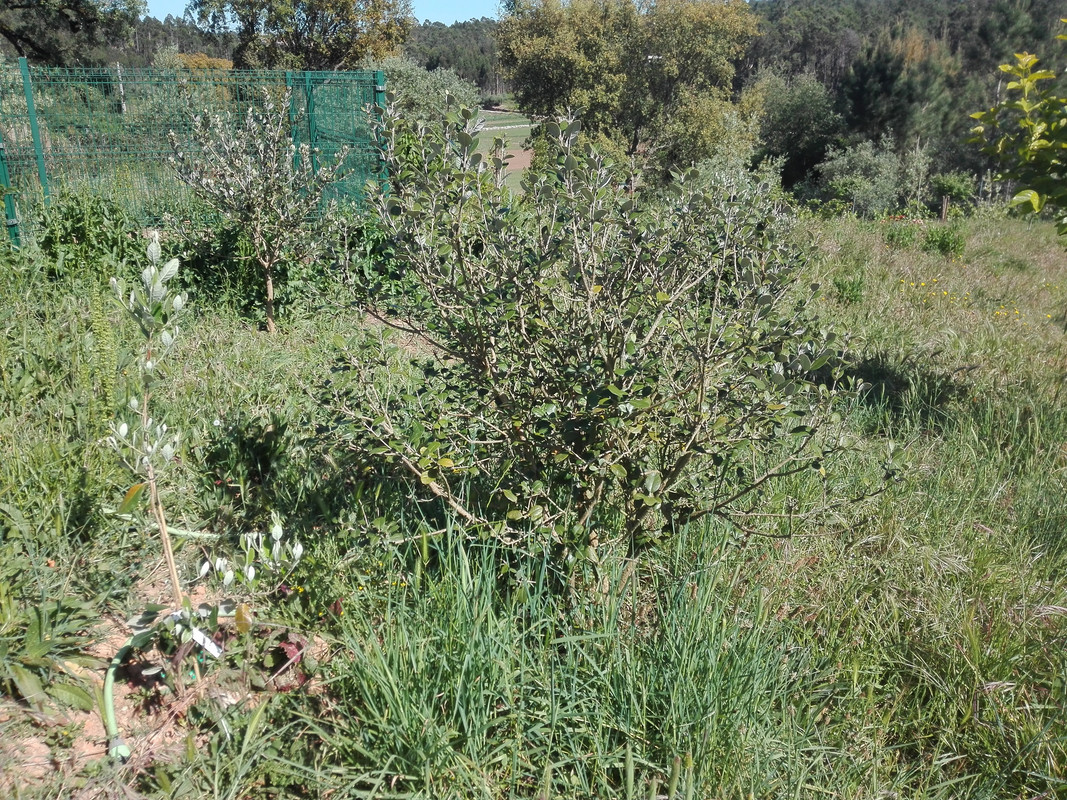 four feijoa trees