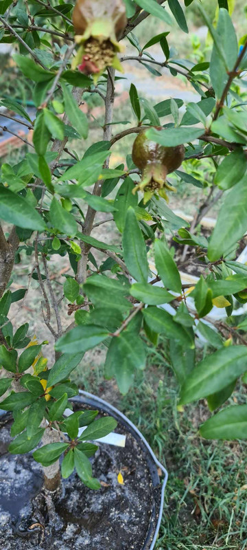 370597114_1262184768513819_1027001614840539149_n