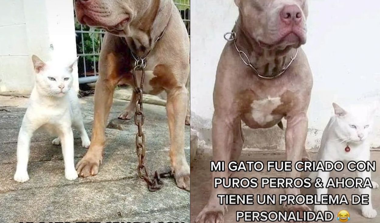 Gatopitbull sorprende en redes sociales, entérate de que se trata