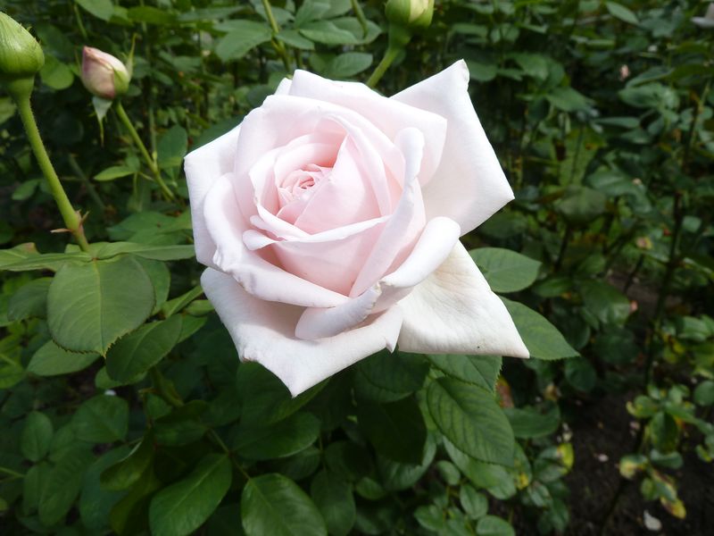 2013-08-22 Forst Gärtner Pötschkes Jubilee