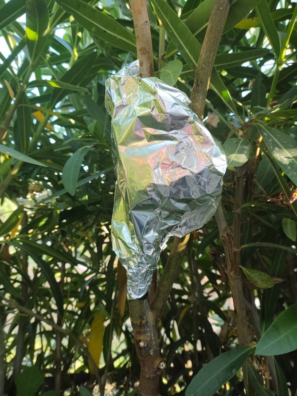 IMG_20230709_081056267