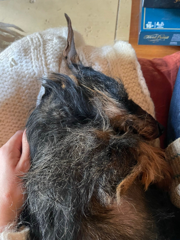 [Image: IMG-20240318-WA0002.jpg]