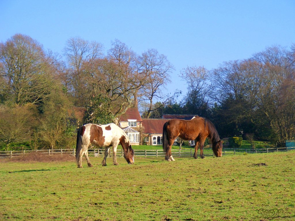 Horses-Woody-2019-HD.jpg