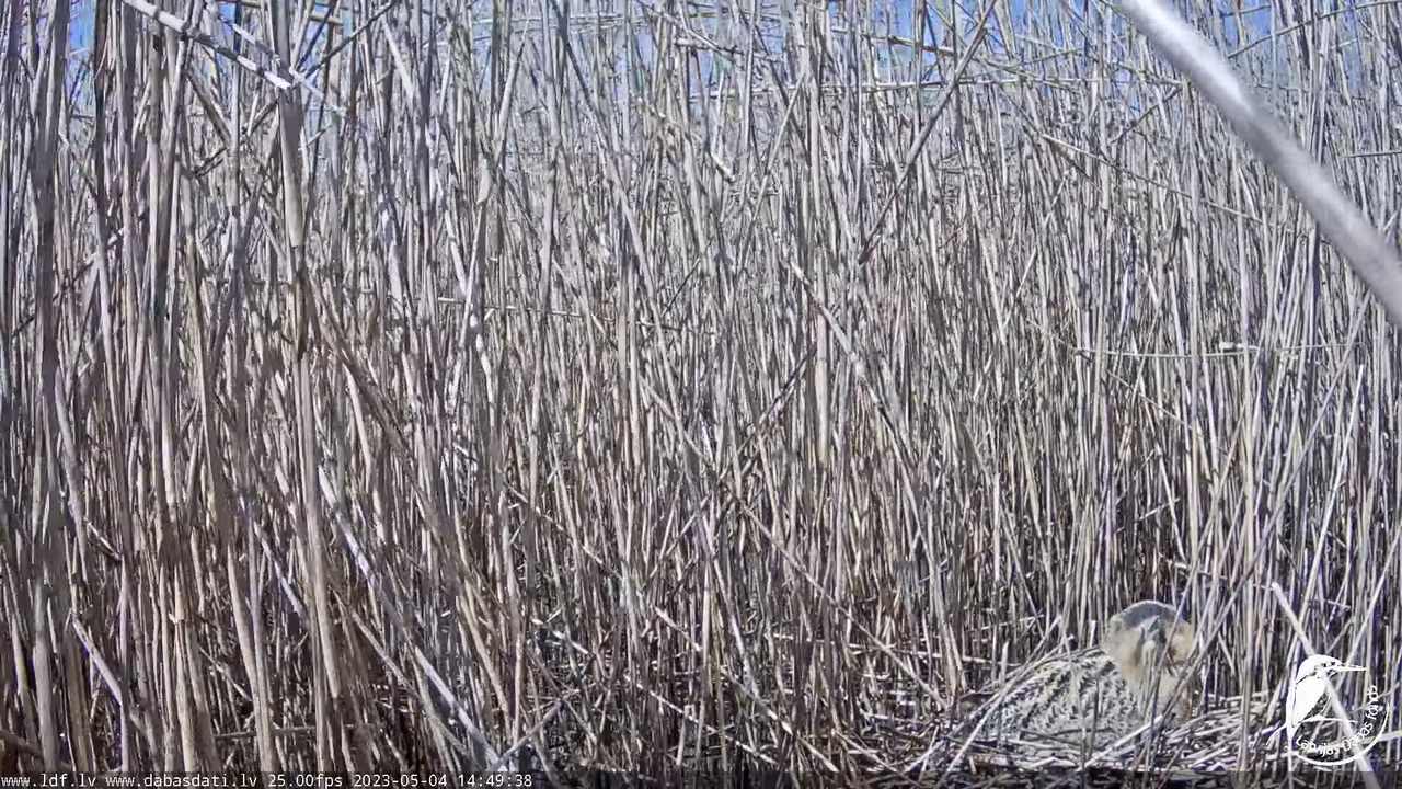 Lielais dumpis (Botaurus stellaris) Engurē - LDF tiešraide 6-39-4 screenshot
