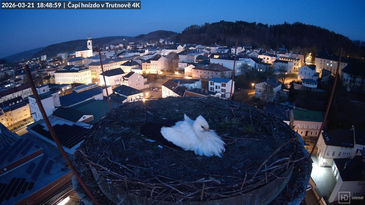 Tiešraide no stārķa ligzdas uz alus darītavas skursteņa Trutnovā 15 34 21 screenshot (1)