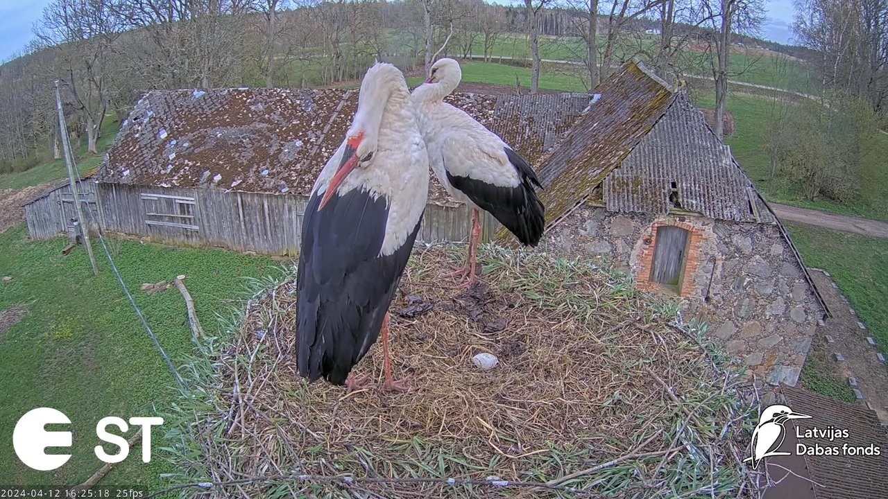 Baltie stārķi (Ciconia ciconia) Tukuma novadā - LDF tiešraide __ White storks in Tukums, Latvia 8-52