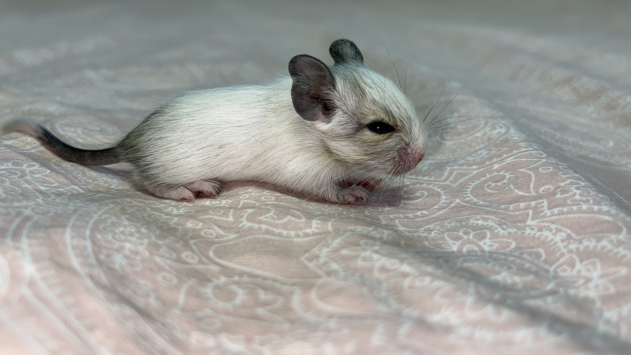 1082E20C-B922-43EF-9634-1ABD47B76F5D